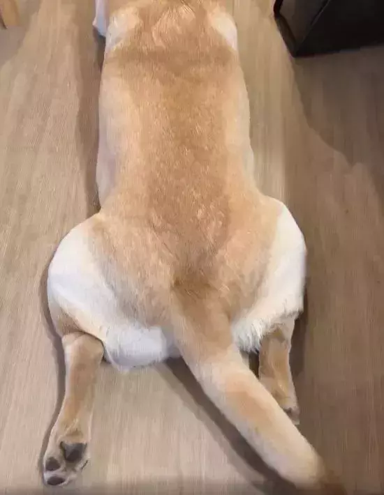 背を向ける犬に褒め言葉を連呼すると？　正直すぎる動きに「反応しちゃってる」「癒された」