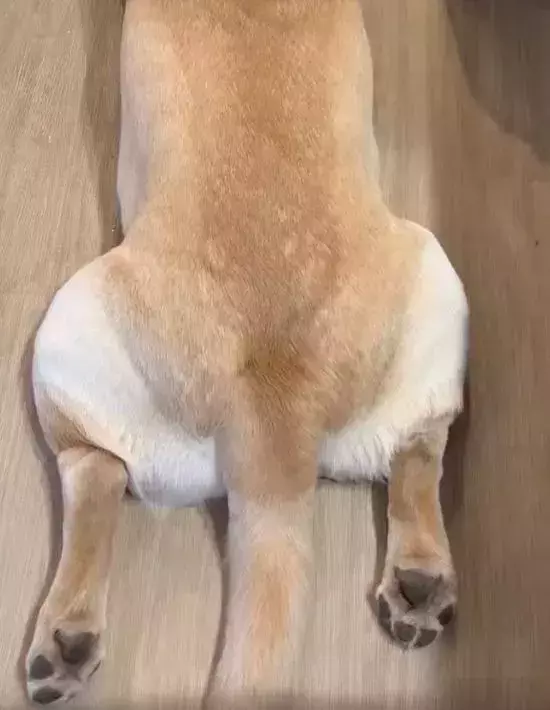 背を向ける犬に褒め言葉を連呼すると？　正直すぎる動きに「反応しちゃってる」「癒された」