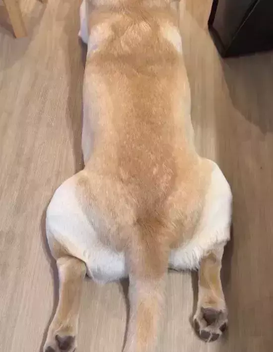 背を向ける犬に褒め言葉を連呼すると？　正直すぎる動きに「反応しちゃってる」「癒された」