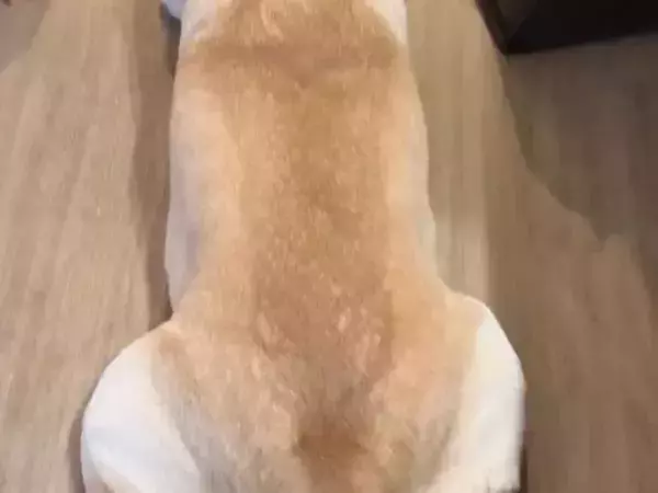 背を向ける犬に褒め言葉を連呼すると？　正直すぎる動きに「反応しちゃってる」「癒された」