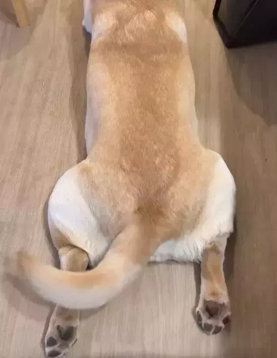 背を向ける犬に褒め言葉を連呼すると？　正直すぎる動きに「反応しちゃってる」「癒された」