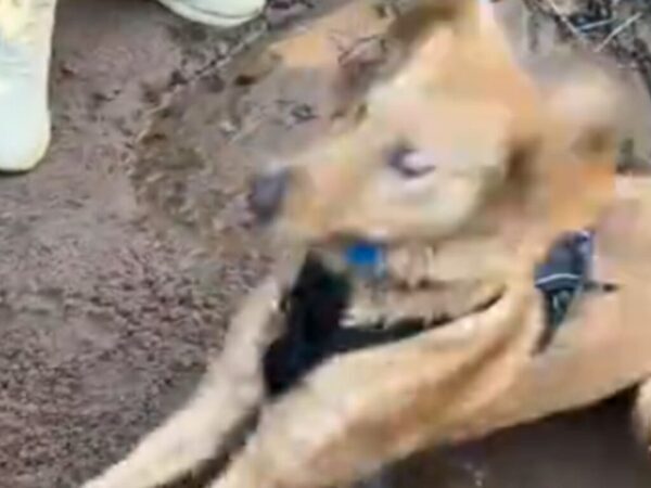 「まさにゴールデンレトリバー」「笑いすぎて涙出た」　独特すぎる『砂の掘り方』に320万人が大爆笑