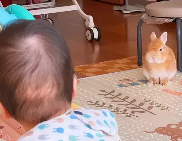 「大事なことだからな」　赤ちゃんに『序列』を教えるウサギの表情が、こちら