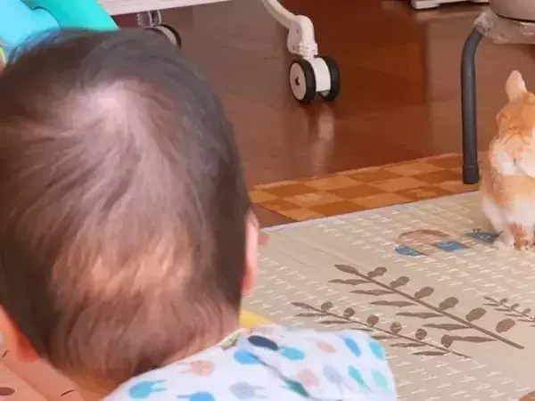 「大事なことだからな」　赤ちゃんに『序列』を教えるウサギの表情が、こちら