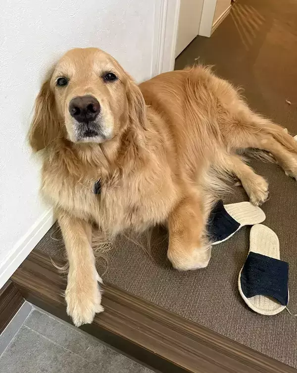 雨の中、荷物を届けた配達員が一言　玄関でのやり取りに「うらやましすぎる」「最高のエピソード」