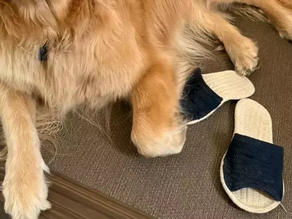 雨の中、荷物を届けた配達員が一言　玄関でのやり取りに「うらやましすぎる」「最高のエピソード」