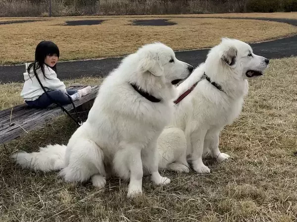 「帰るよ」と声をかけると？　3歳と2匹のリアクションに「笑った」「かわいすぎる」