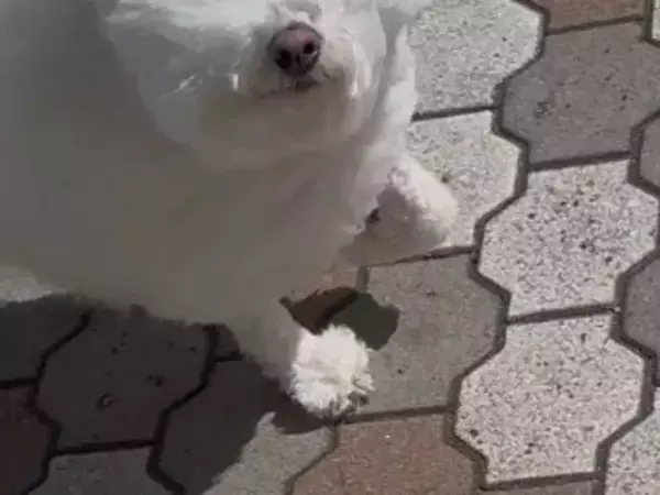 ビションフリーゼの顔面パーツが「別行動」　散歩中の強風で生まれた奇跡の表情がコレ