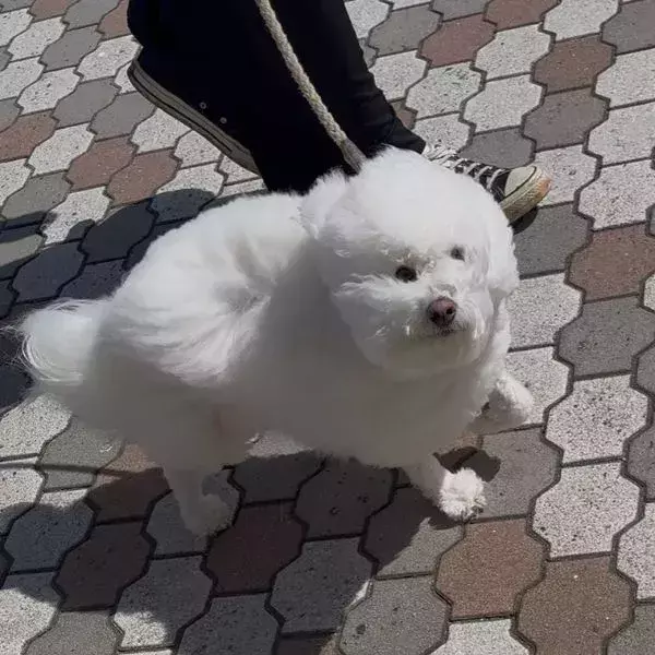 ビションフリーゼの顔面パーツが「別行動」　散歩中の強風で生まれた奇跡の表情がコレ