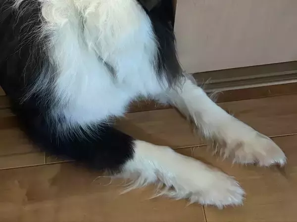 入室NGの部屋に入りたい犬　『予想外の行動』に「小学生男子みたい」「賢い子」