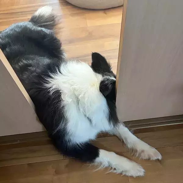 入室NGの部屋に入りたい犬　『予想外の行動』に「小学生男子みたい」「賢い子」