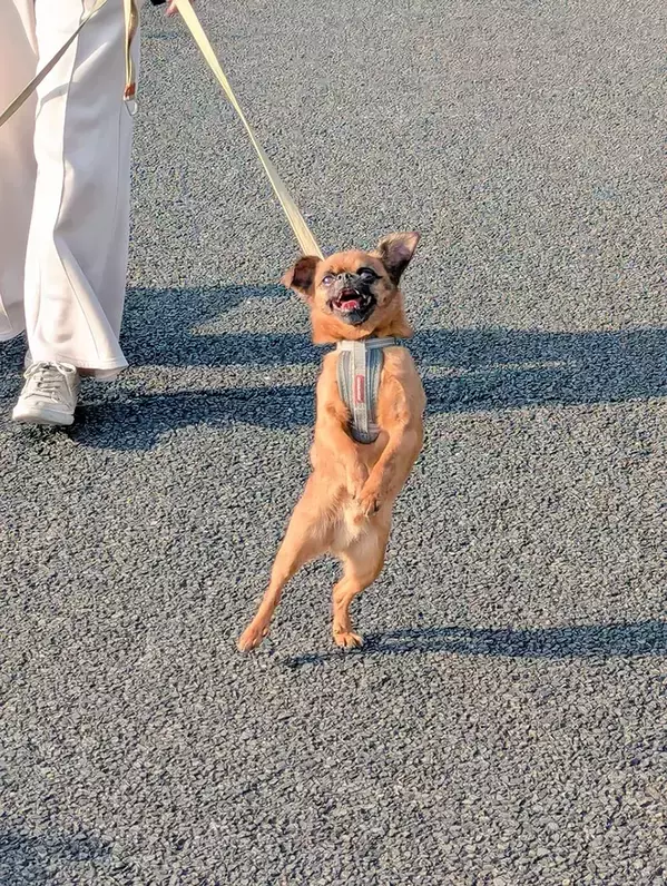 散歩する犬を思わず二度見　「楽しいことがよく分かる」「阿波踊りみたい」