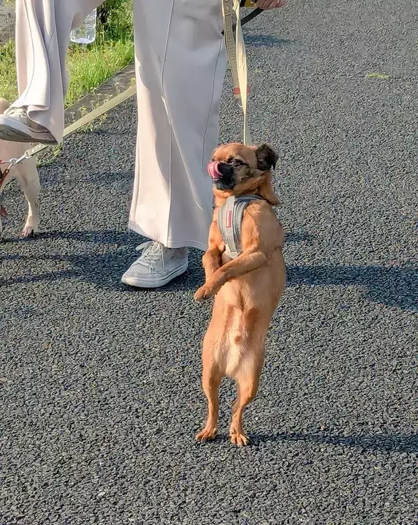 散歩する犬を思わず二度見　「楽しいことがよく分かる」「阿波踊りみたい」