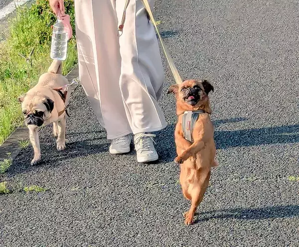 散歩する犬を思わず二度見　「楽しいことがよく分かる」「阿波踊りみたい」