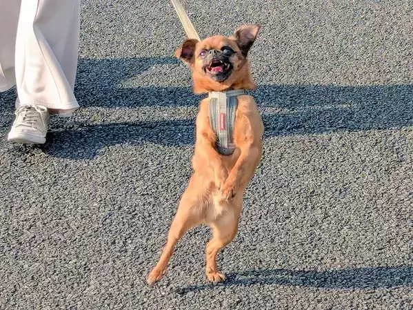 散歩する犬を思わず二度見　「楽しいことがよく分かる」「阿波踊りみたい」