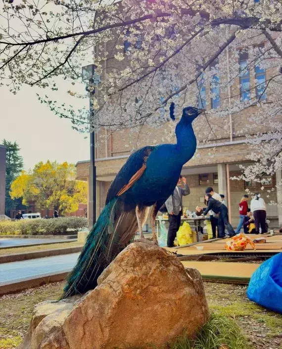大学の桜の下にいた『大物』　お花見中の光景に「桜より目立ってる」「絵画のような…」