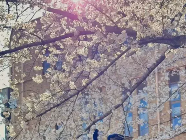 大学の桜の下にいた『大物』　お花見中の光景に「桜より目立ってる」「絵画のような…」