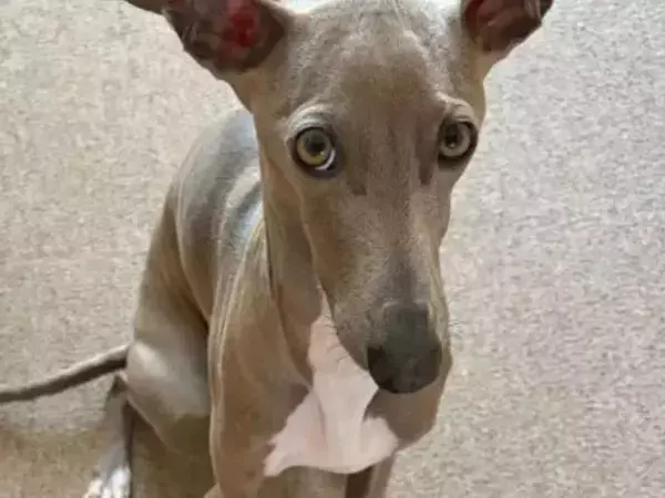 荷造り中の飼い主　犬がそっと差し出してきたモノに「上手だなぁ」「伝わってくる」