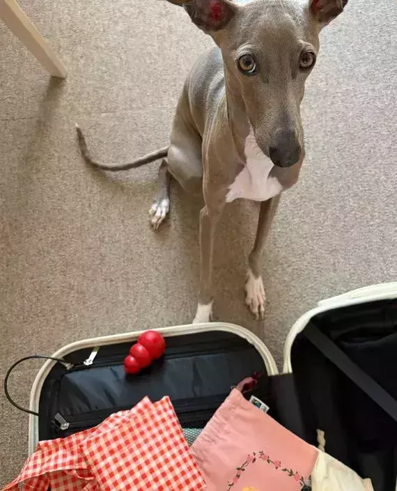 荷造り中の飼い主　犬がそっと差し出してきたモノに「上手だなぁ」「伝わってくる」