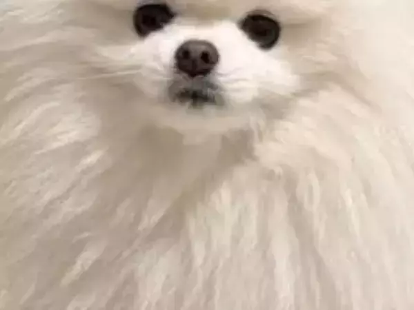 ポメラニアンの毛が雨の日は「別人クラス」　湿度を体現した姿がコチラ