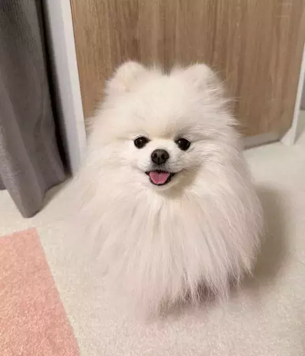 ポメラニアンの毛が雨の日は「別人クラス」　湿度を体現した姿がコチラ