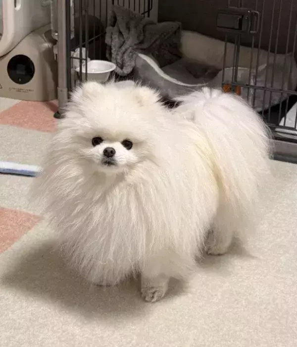 ポメラニアンの毛が雨の日は「別人クラス」　湿度を体現した姿がコチラ