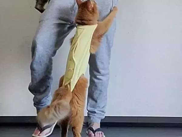 プリンを狙い宙を舞う猫2匹　飼い主への猛攻に「リアルSASUKE」「いっそ飲むしかない」