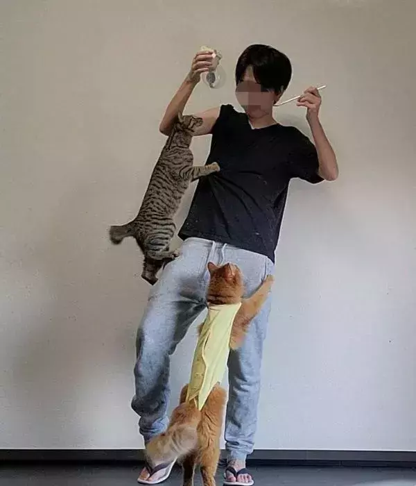 プリンを狙い宙を舞う猫2匹　飼い主への猛攻に「リアルSASUKE」「いっそ飲むしかない」