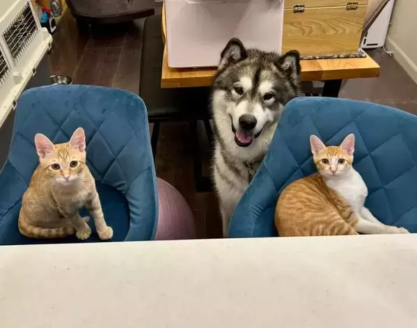 猫2匹の撮影中　ファインダー越しの異変に「伝わってくる」「忘れたとは言わせない」