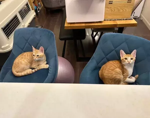 猫2匹の撮影中　ファインダー越しの異変に「伝わってくる」「忘れたとは言わせない」