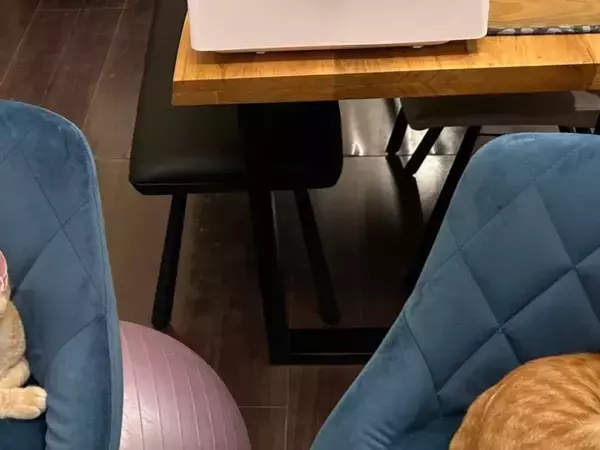 猫2匹の撮影中　ファインダー越しの異変に「伝わってくる」「忘れたとは言わせない」