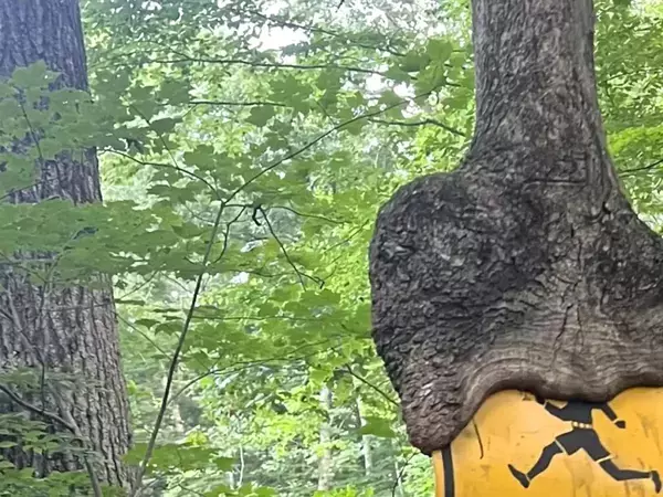 「自然が勝った」「ロックだね！」　標識を『丸呑みした木』の姿に圧倒される