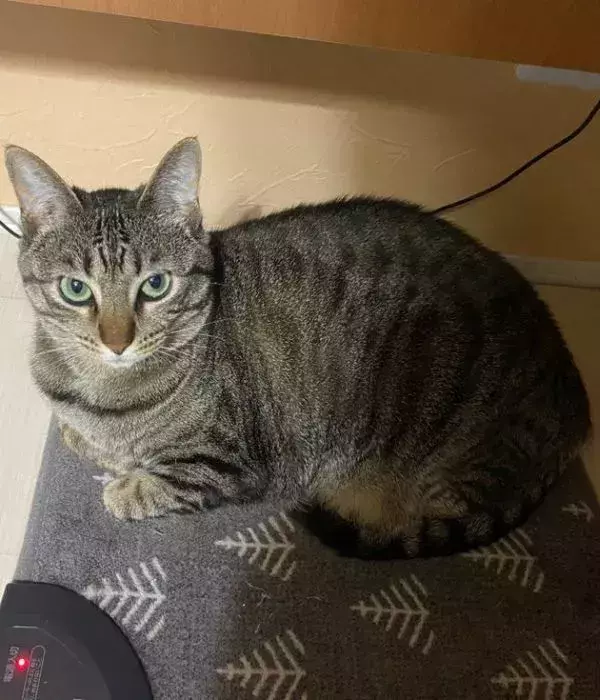 ホットカーペット片づけ会議　猫たちが出した結論に『でしょうね…』