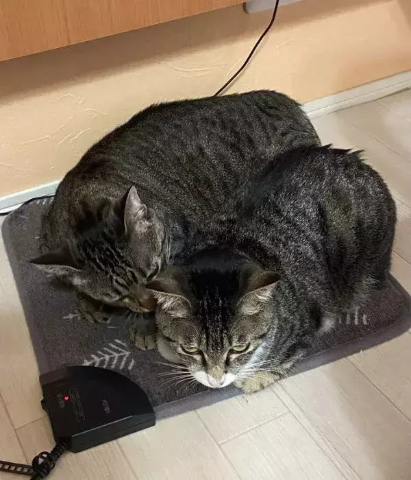 ホットカーペット片づけ会議　猫たちが出した結論に『でしょうね…』