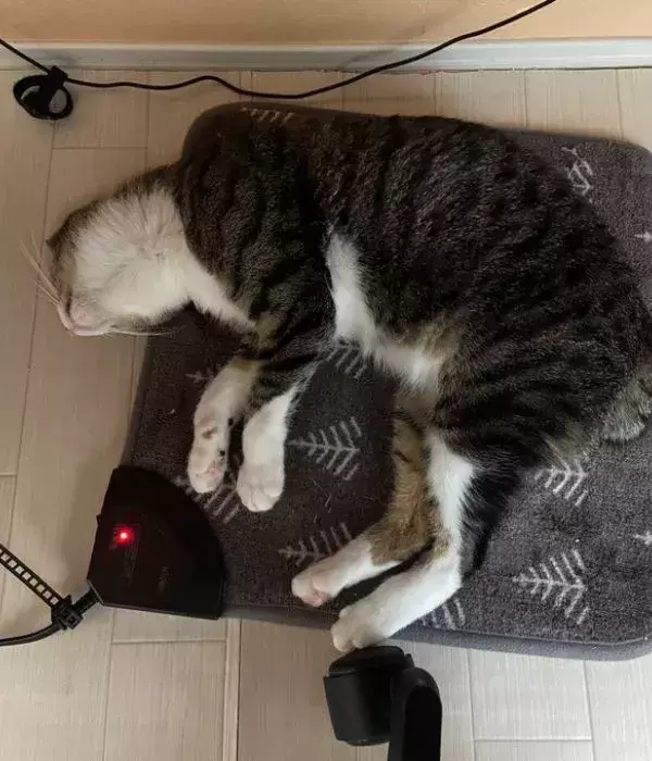 ホットカーペット片づけ会議　猫たちが出した結論に『でしょうね…』