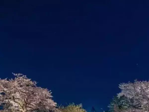 無人駅で撮られた夜桜と列車　水面に映る姿に「まるで銀河鉄道」「幻想的だ…」