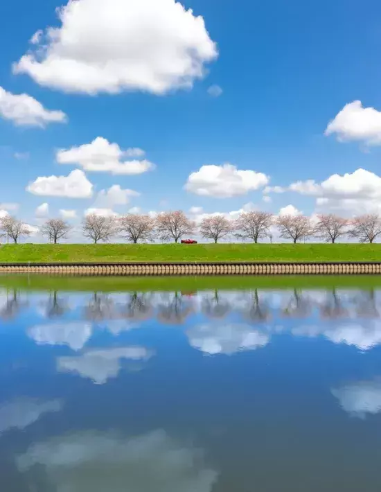 群馬の水郷で撮られた桜並木　水面の反射と赤い車に「グッジョブ」「完璧な構図」