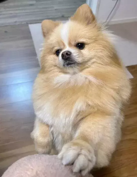 「おやつ出せよ…」　飼い主を『左脚の圧』で支配するマッチョなポメラニアン