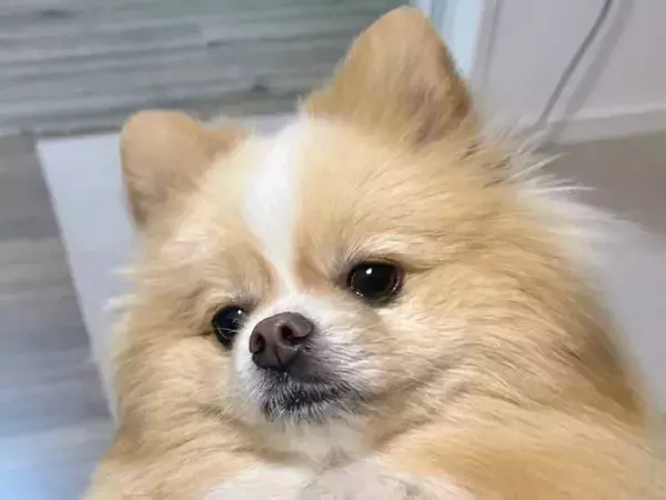 「おやつ出せよ…」　飼い主を『左脚の圧』で支配するマッチョなポメラニアン