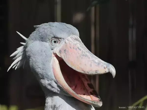 「ここまでの寝相は初めて」　思わず二度見したハシビロコウの姿が？「なんて無防備」「かわいすぎ」　