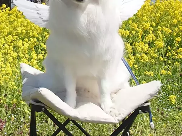 桜と菜の花を背にニッコリ…　完璧な１枚に「プロのモデル」「天使だった」