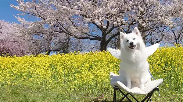 桜と菜の花を背にニッコリ…　完璧な１枚に「プロのモデル」「天使だった」