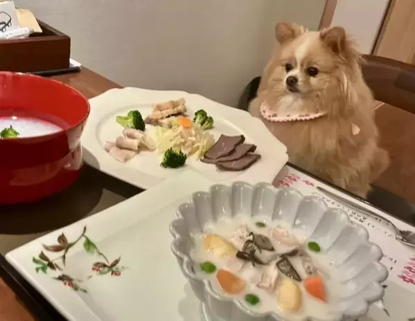 「ごはんだ、ワーイ…ん？」　目の前に並んだ食事に困惑を隠しきれない犬