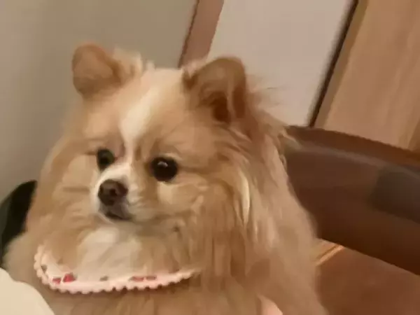 「ごはんだ、ワーイ…ん？」　目の前に並んだ食事に困惑を隠しきれない犬