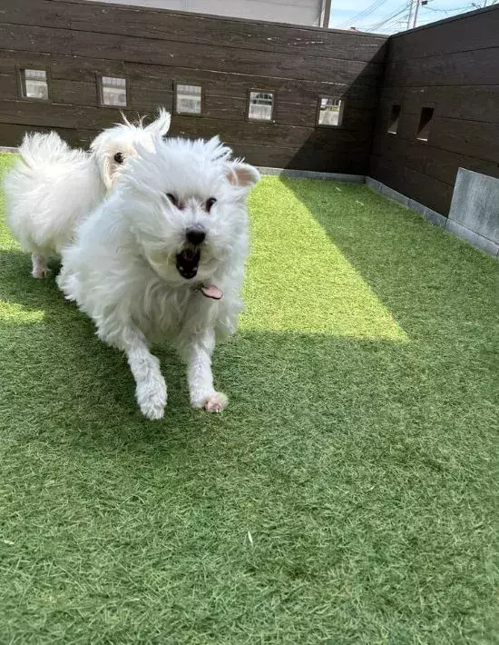 ドッグランを駆ける12歳の犬　風のいたずらで「爆笑した」「見えない敵と戦ってる？」