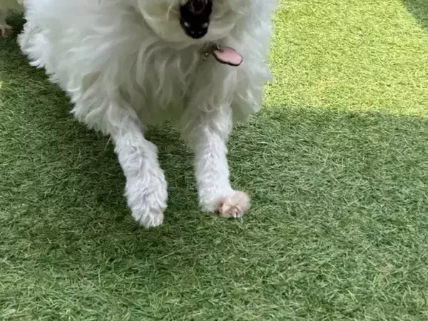 ドッグランを駆ける12歳の犬　風のいたずらで「爆笑した」「見えない敵と戦ってる？」