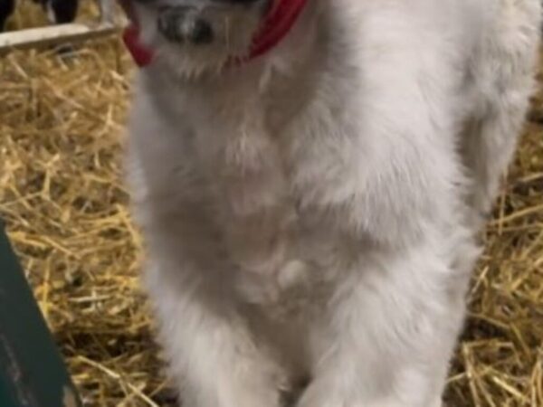 覆面レスラー！？　子ウシの『ビジュアル』に「得意技は何だろう」「めちゃくちゃかわいい」