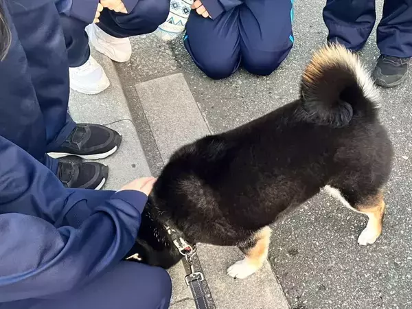 女子生徒たちにチヤホヤされた柴犬　その後の姿に「これが勝ち組か」「表情に出すぎ」