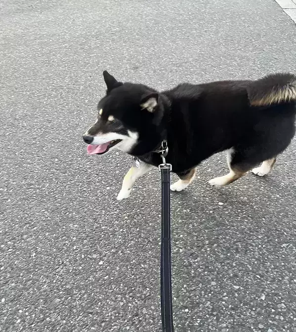 女子生徒たちにチヤホヤされた柴犬　その後の姿に「これが勝ち組か」「表情に出すぎ」