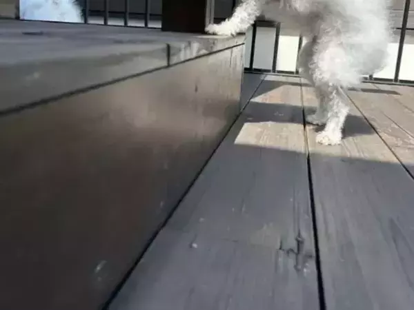 庭の階段に立つ15歳の犬　全身から放たれる覇気に「ものすごい気迫」「とにかく強そう」